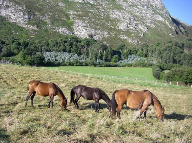 2021 asturien, lloroni, finca, pferdehaltung zu verkaufen