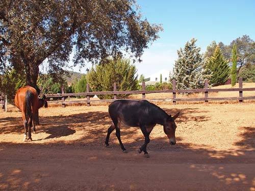 2432BJ andalusia, sevilla, constantina, countryproperty, pool, horsestables, extern riding arena for sale