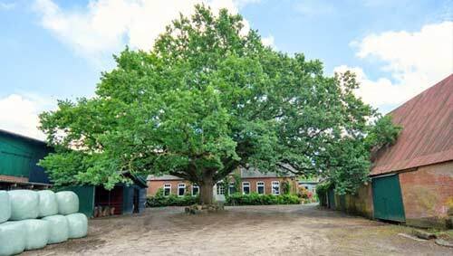 2239ON - Germany, schleswig holstein, boel - horse property for sale