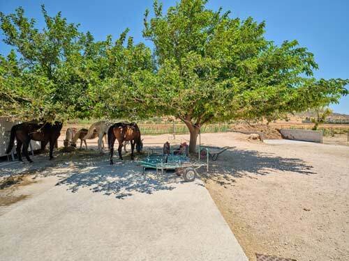 2442 greece, athens, kalyvia, horse equestrian property for sale