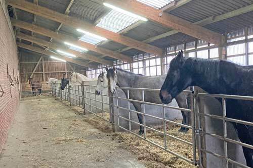 2459 Lower Saxony, Wurster North Sea coast, estate, equestrian property, equestrian farm, for sale