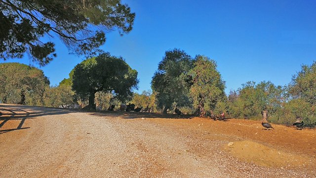 andalusia, arcos, finca con cuadras para caballos en venta