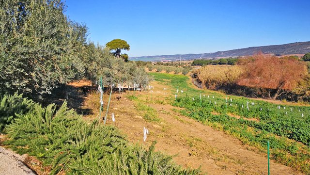 andalusia, arcos, finca con cuadras para caballos en venta