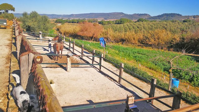 andalusia, arcos, finca con cuadras para caballos en venta